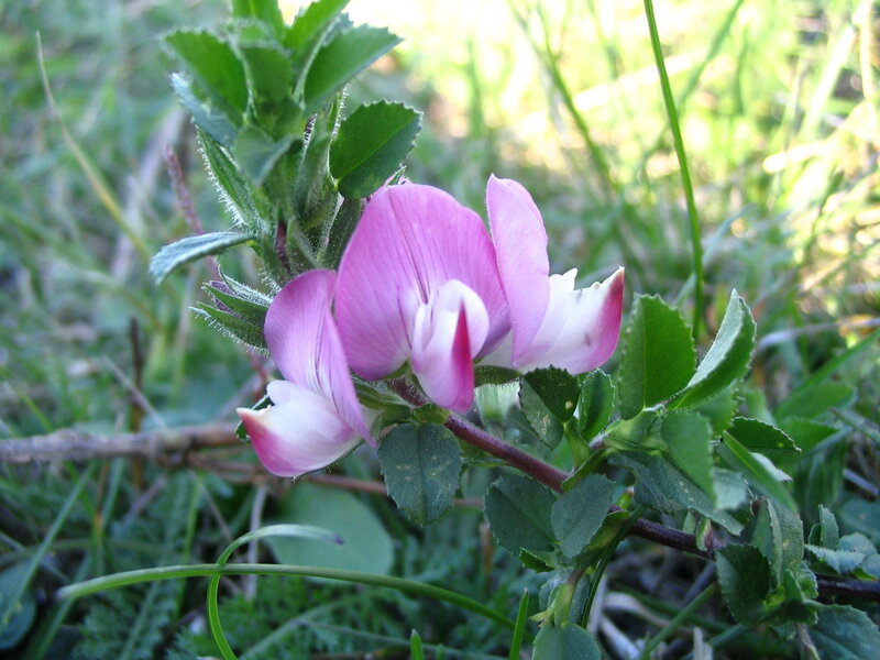 Pink and White Flower — Calm