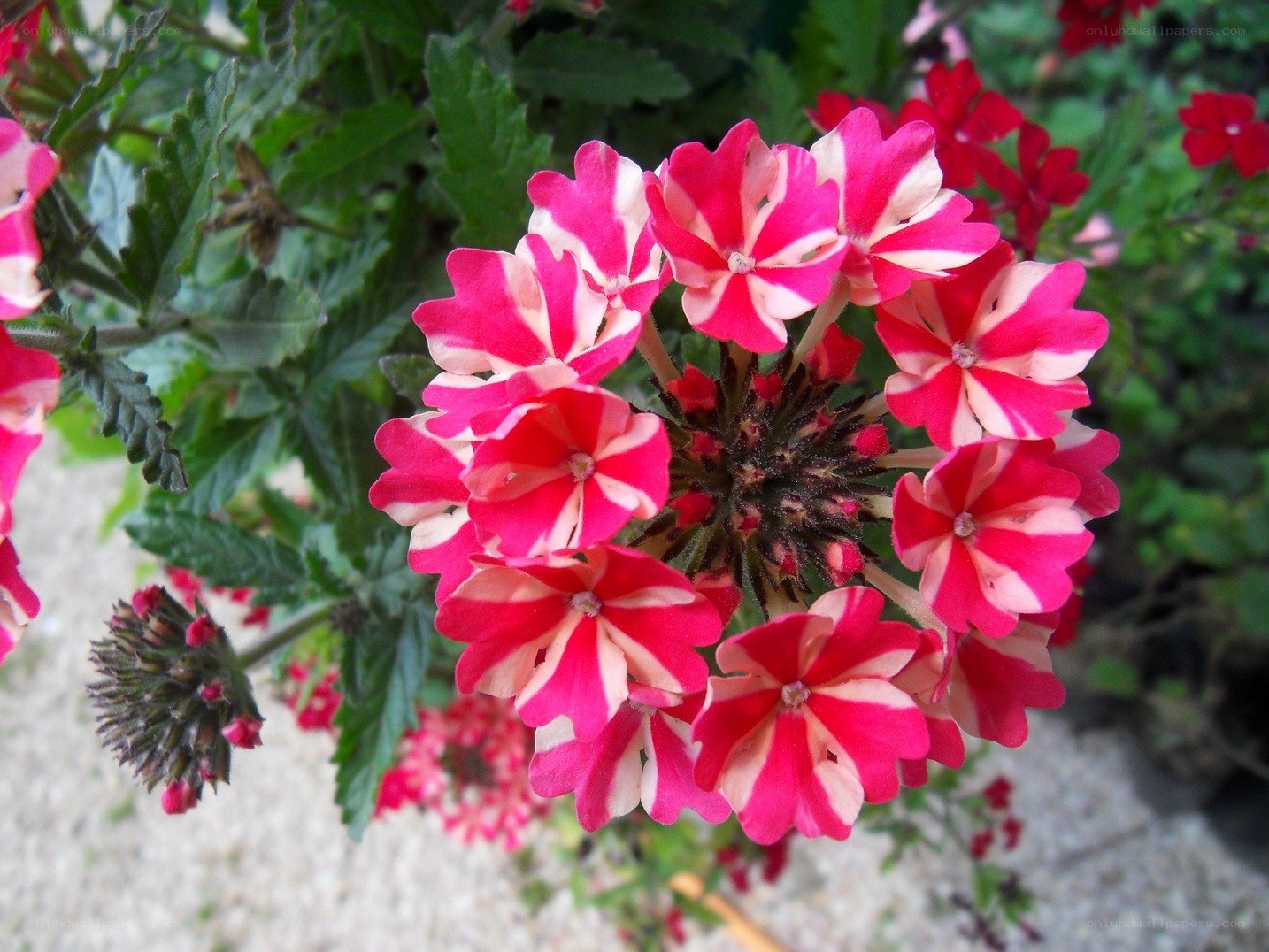 pink and white flower cluster