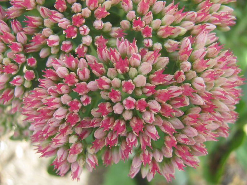Pink and white flower cluster