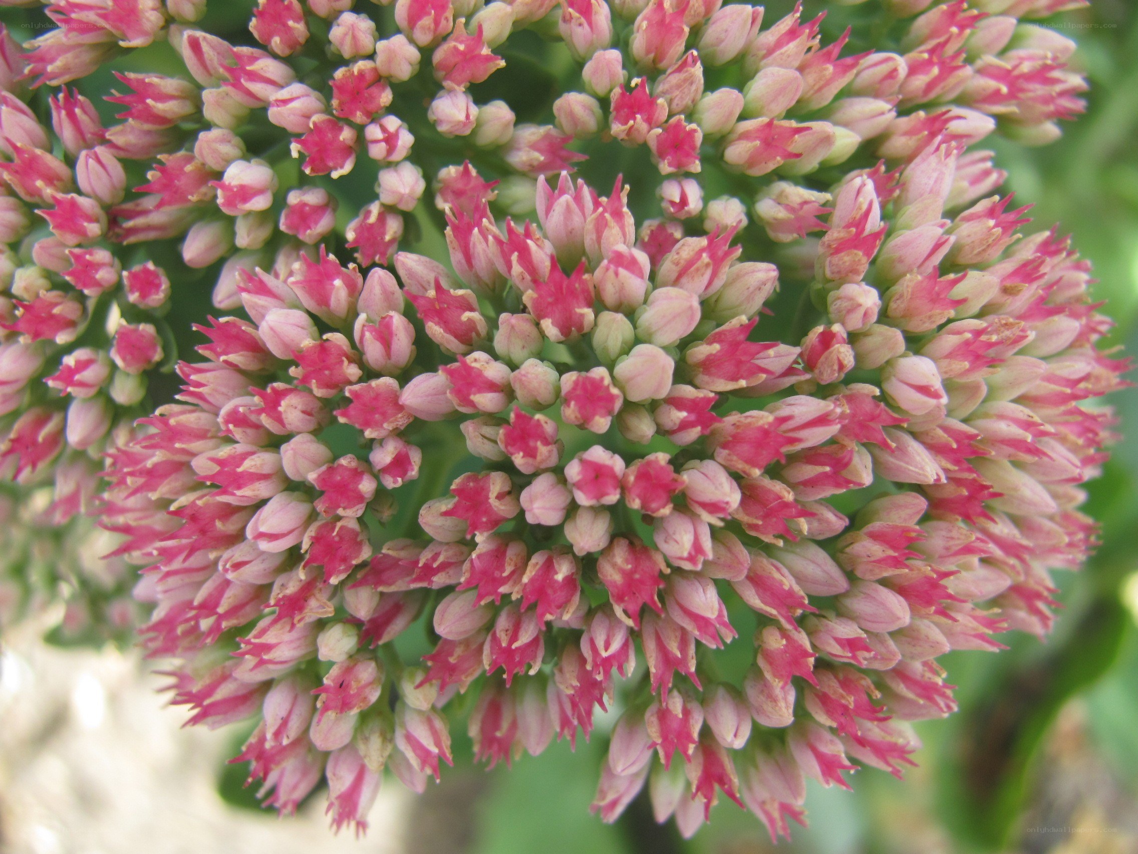 Pink and white flower cluster
