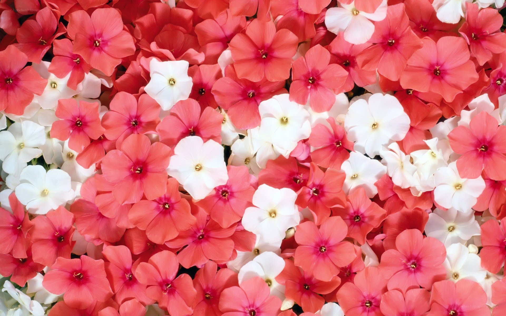 Pink and white flower cluster