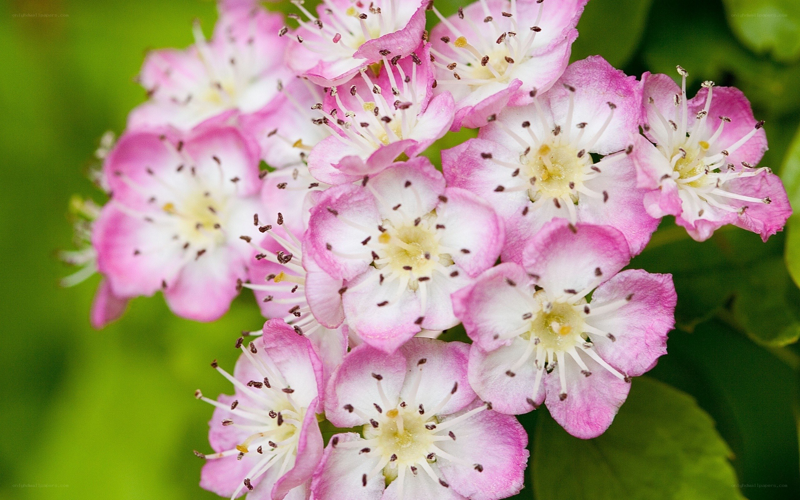 Pink and white flower cluster
