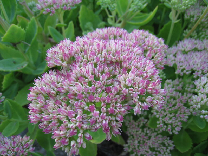 Pink and White Flower Cluster — Calm