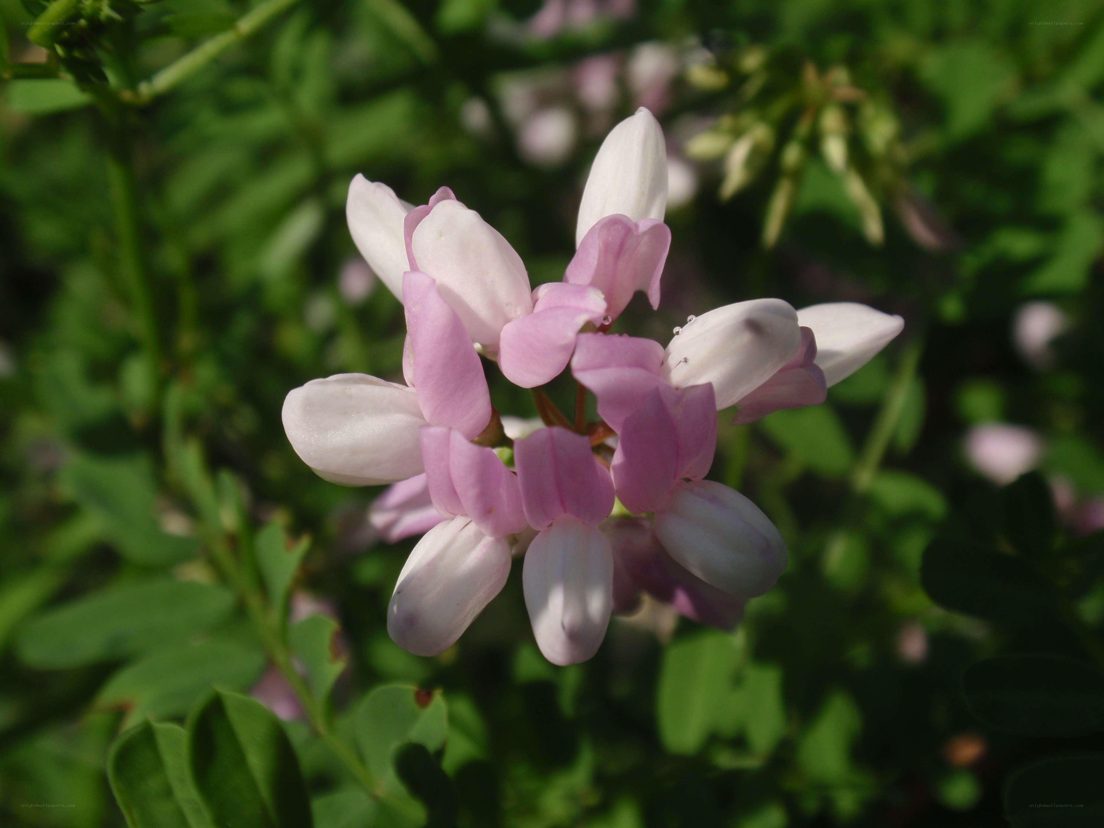 Pink and white flower cluster