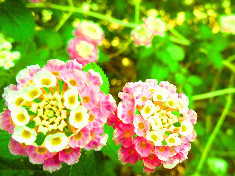 Pink and White Flower Clusters