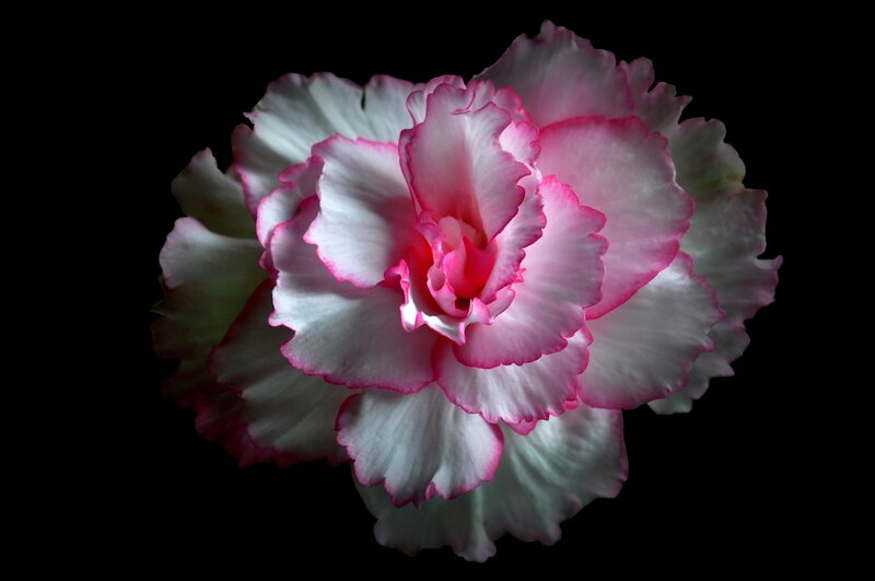 Pink and White Flower — Dramatic, Photograph