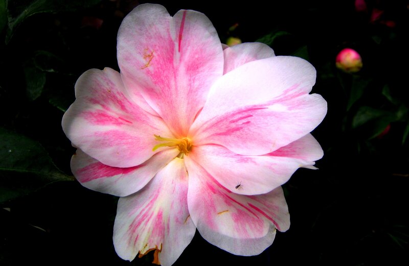 Pink and White Flower — Dramatic