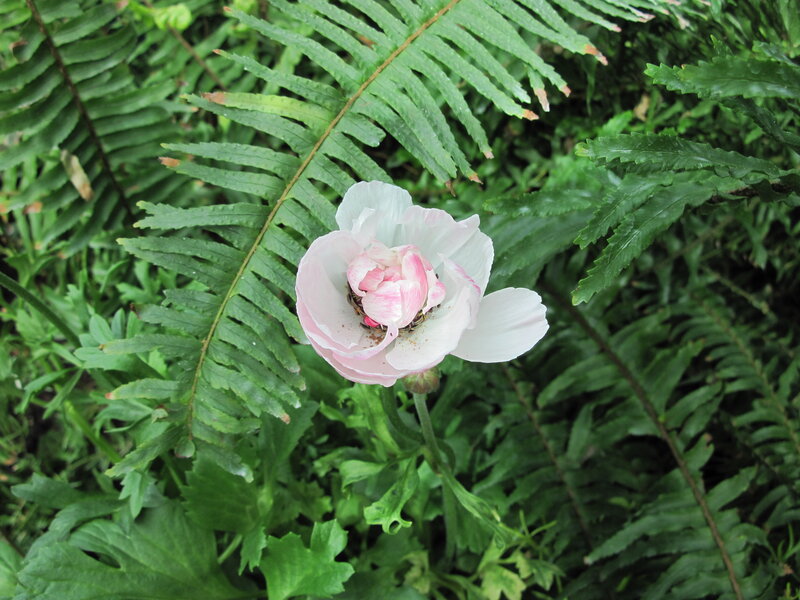 Pink and White Flower — Green, Serene
