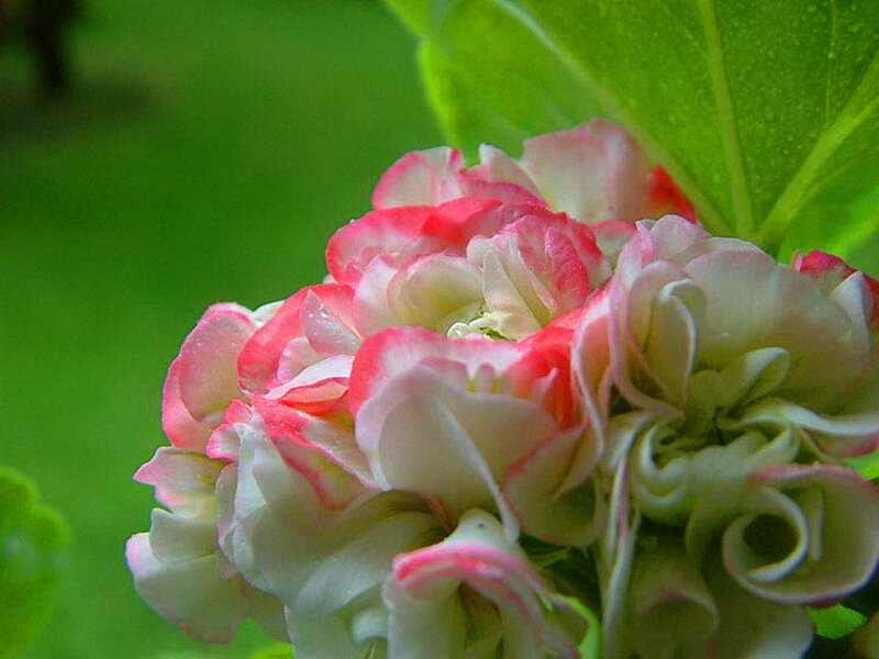Pink and White Flower — Green