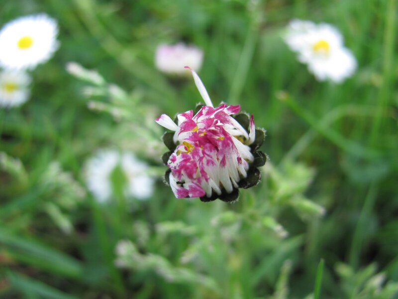 Pink and white flower in grass