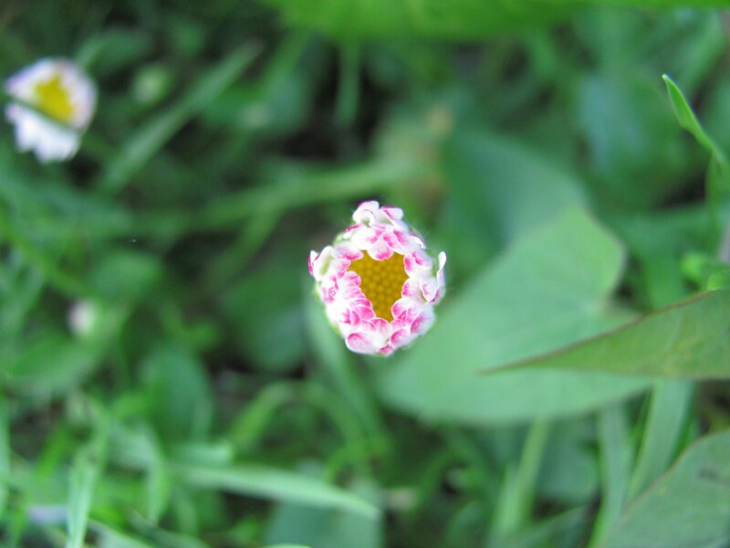 Pink and white flower in grass