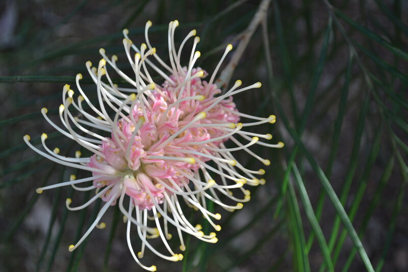 Pink and White Flower — Natural
