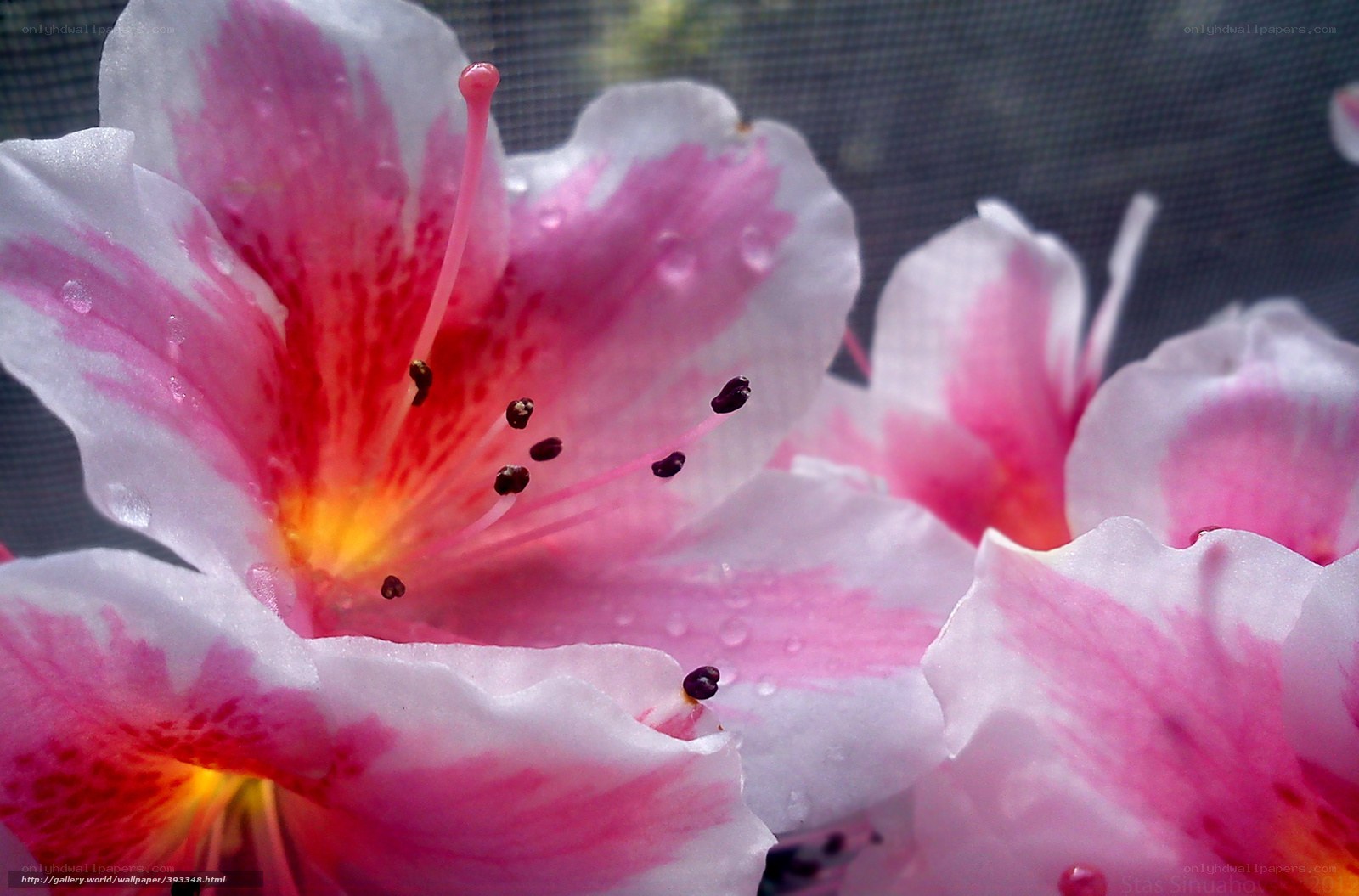 Pink and white flower petals