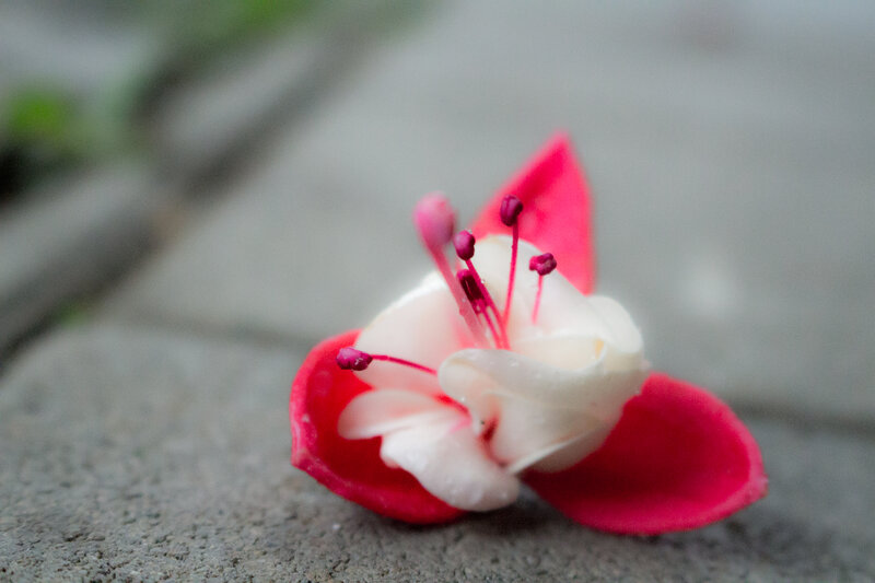 Pink and White Flower — Red, Calm