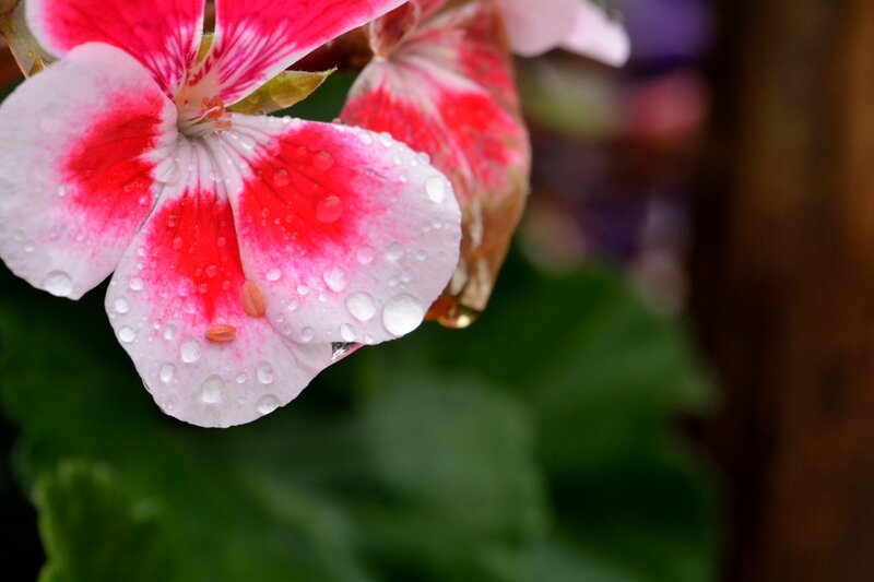 Pink and White Flower — Red