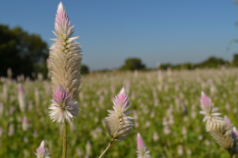 Pink and White Flower — Serene, Afternoon, Photograph, Field