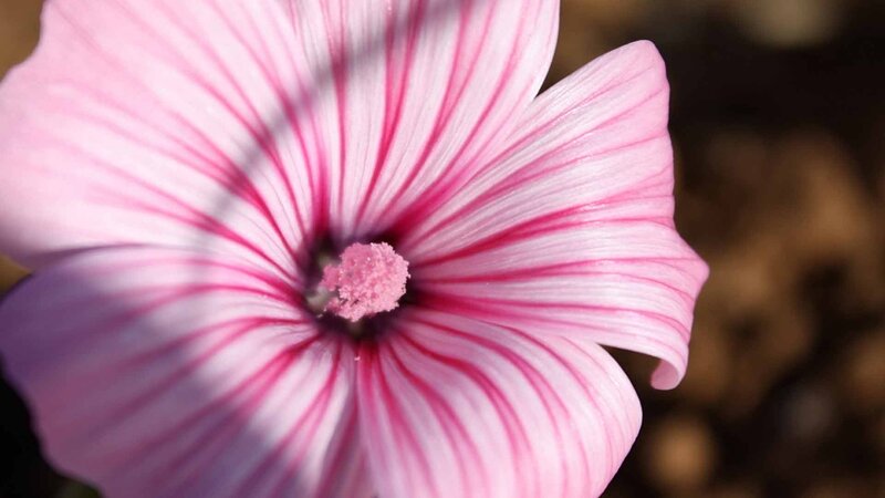 Pink and White Flower — Serene, Afternoon