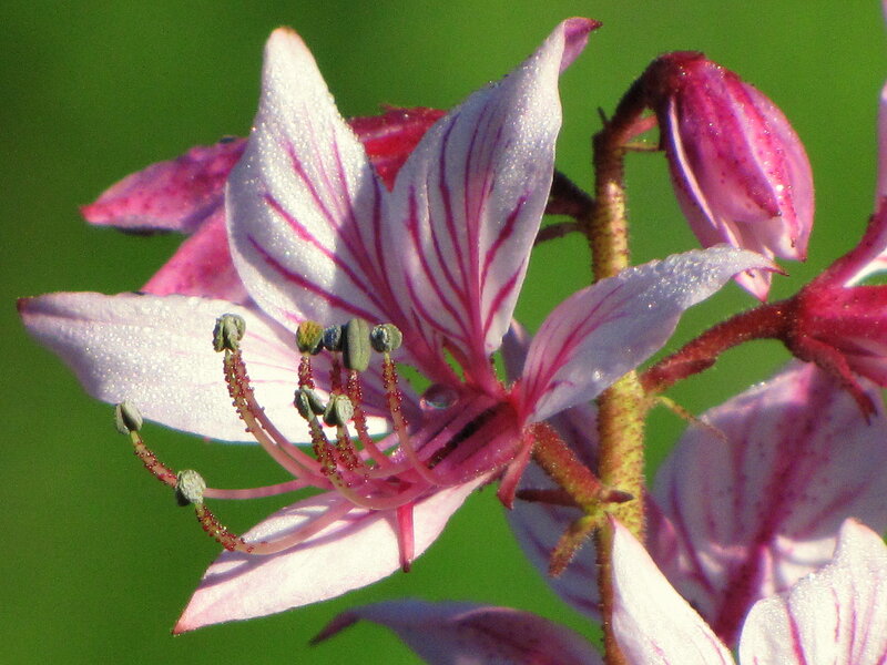 Pink and White Flower — Serene, Morning