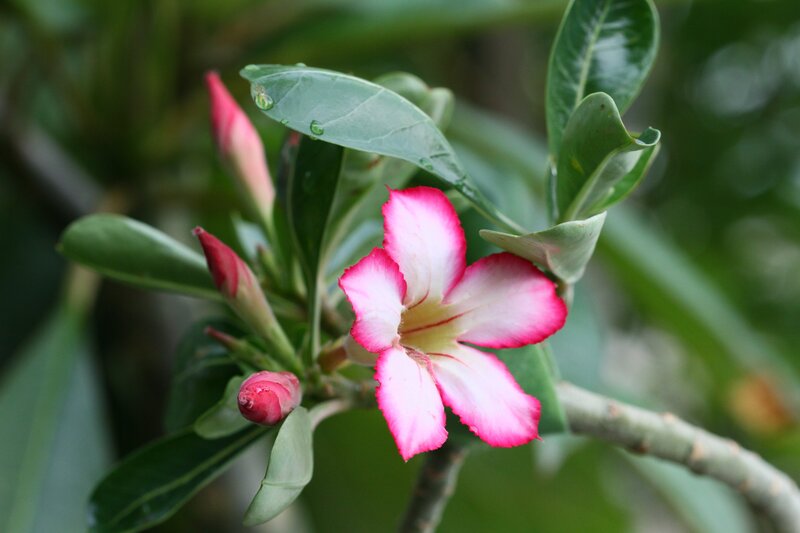 Pink and White Flower — Serene, Photograph, Buds