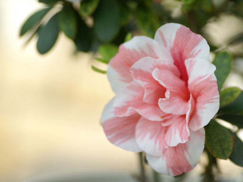 Pink and White Flower — Serene, Photograph