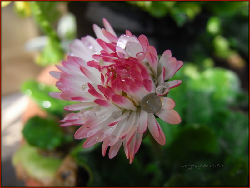 Pink and White Flower — Serene, Photograph, Water Droplets