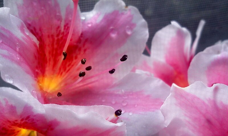Pink and White Flower — Serene, Spring, Photograph, Petals