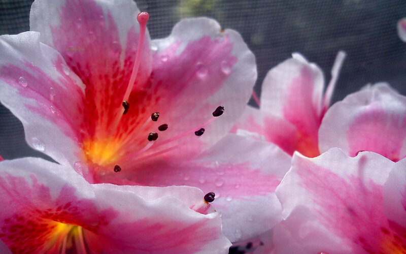 Pink and White Flower — Serene, Spring, Photograph