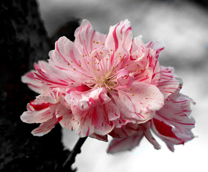 Pink and White Flower — Serene, Spring