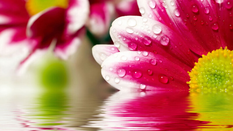 Pink and White Flower — Serene