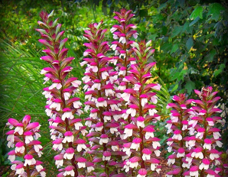 pink and white flower spikes