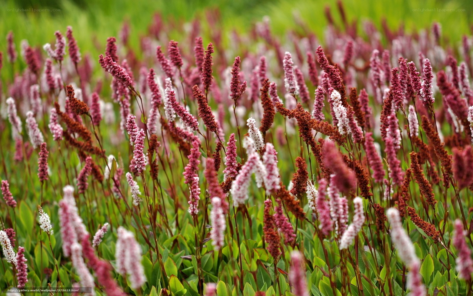 Pink and white flower spikes