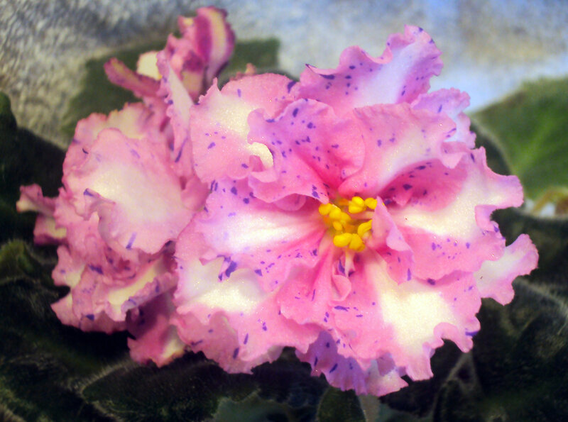 Pink and White Flower
