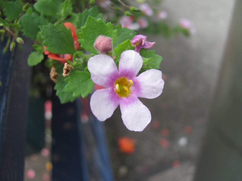 Pink and white flower with green leaves