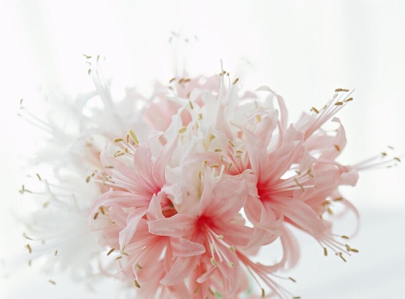 Pink and white flowers