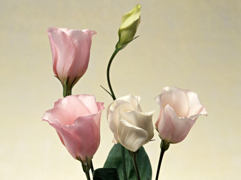 Pink and white flowers