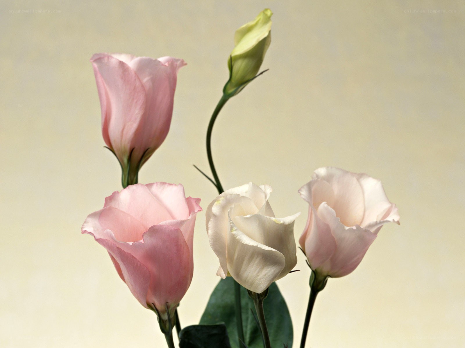Pink and white flowers