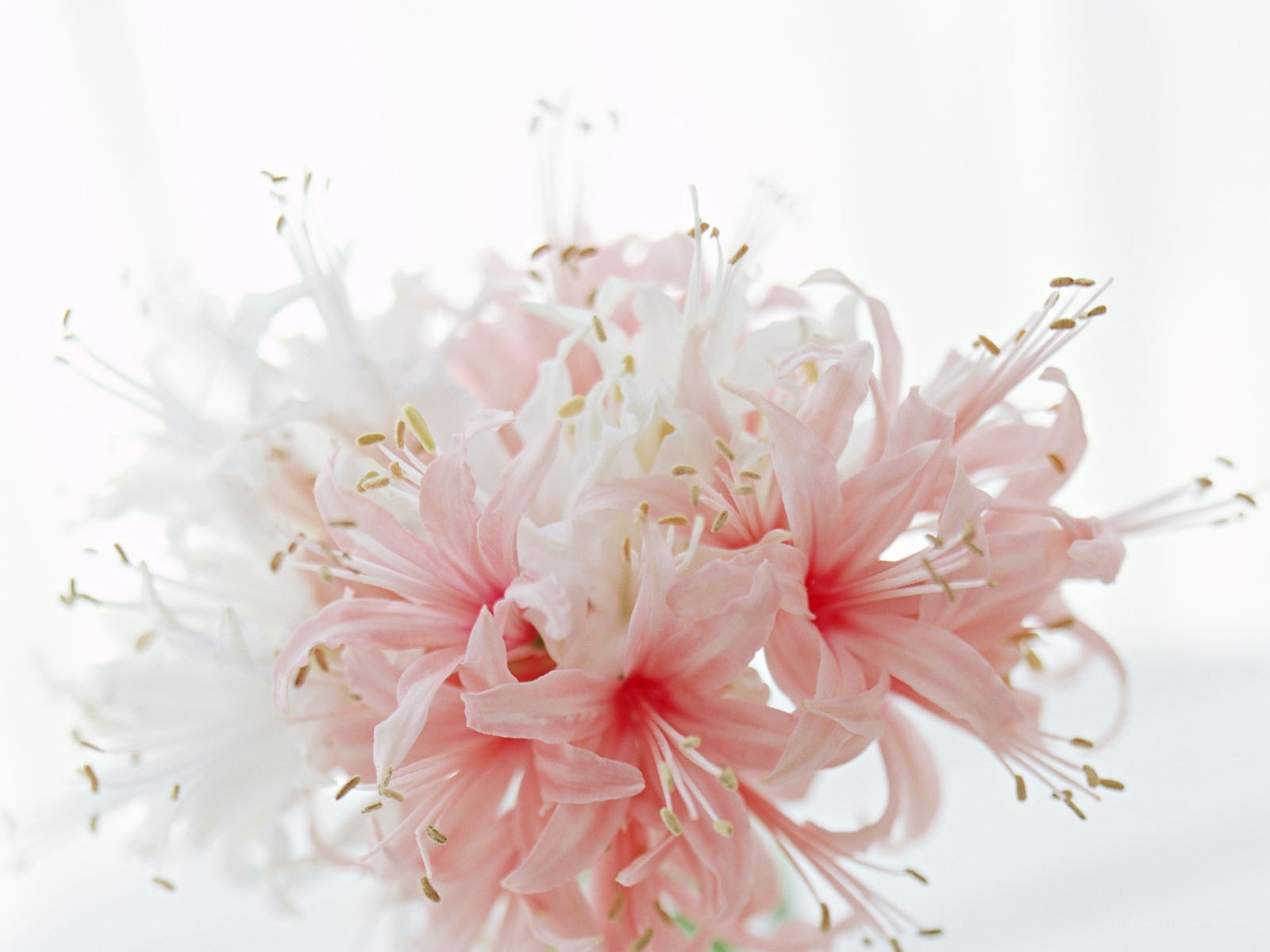 Pink and white flowers