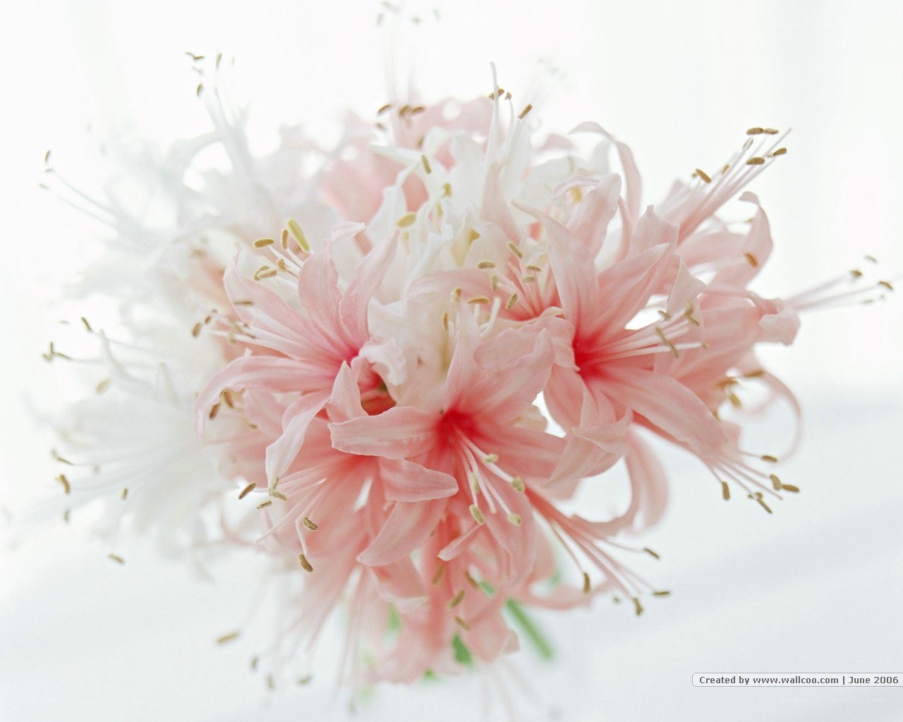 Pink and white flowers