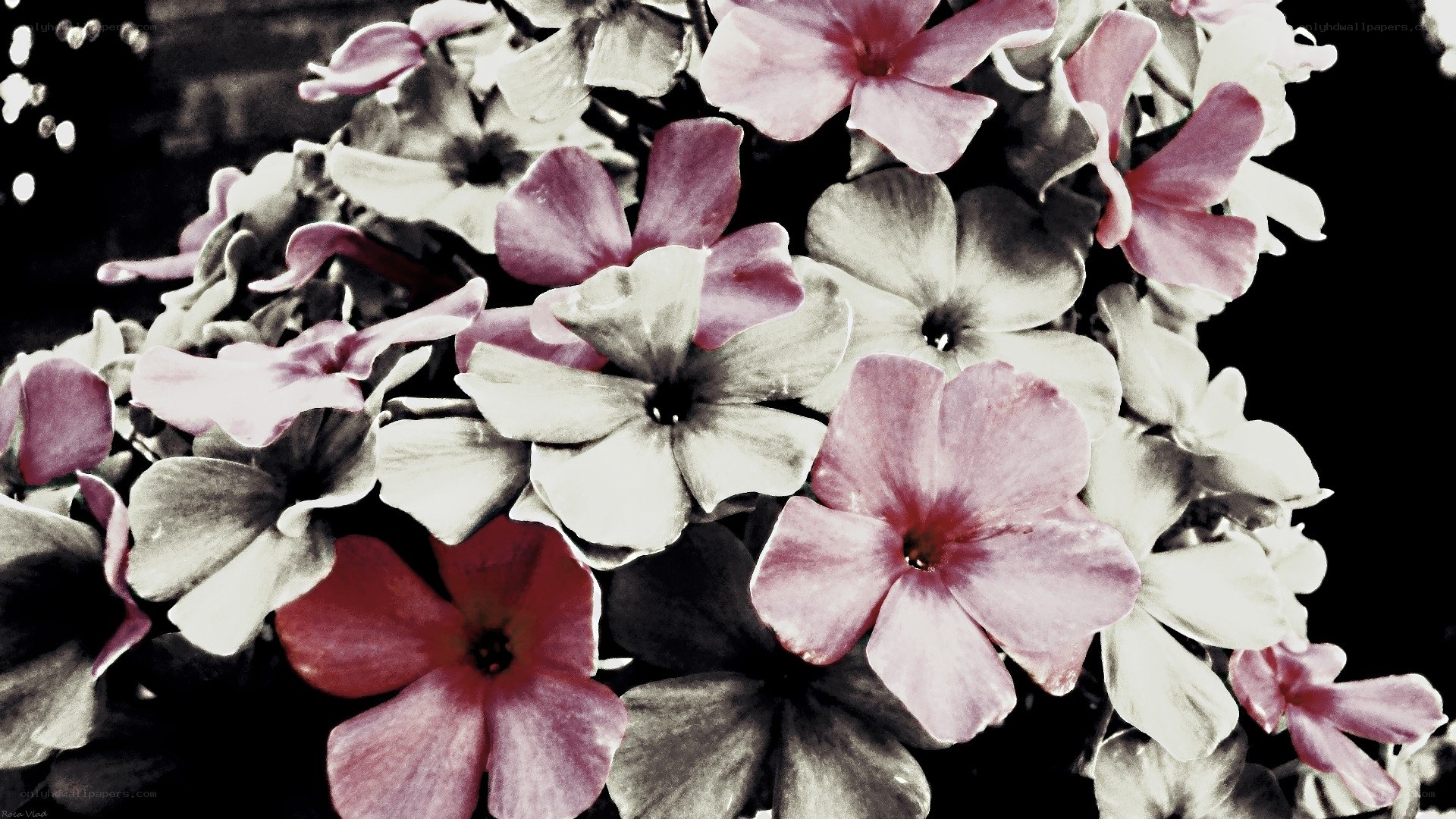 pink and white flowers