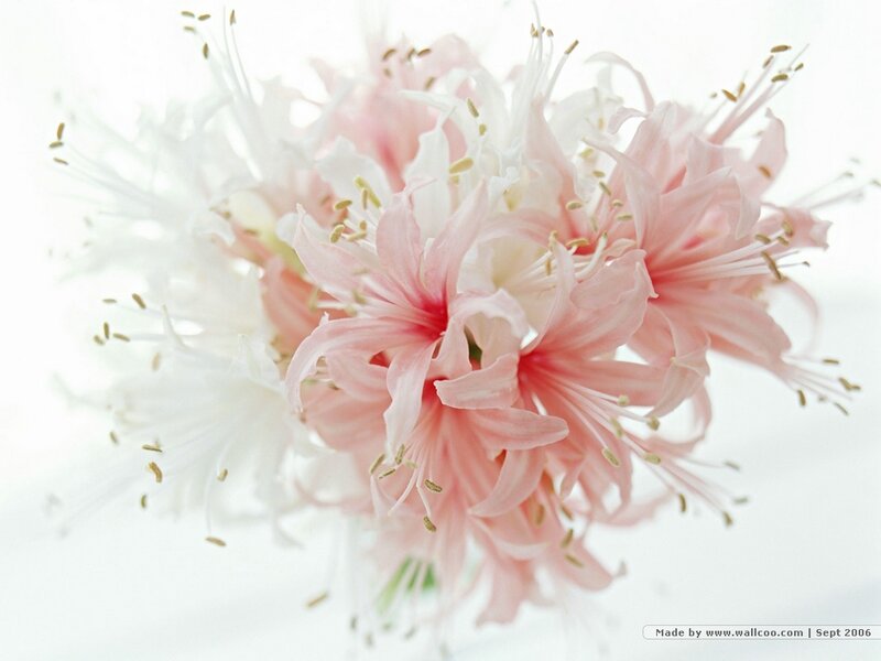 Pink and white flowers