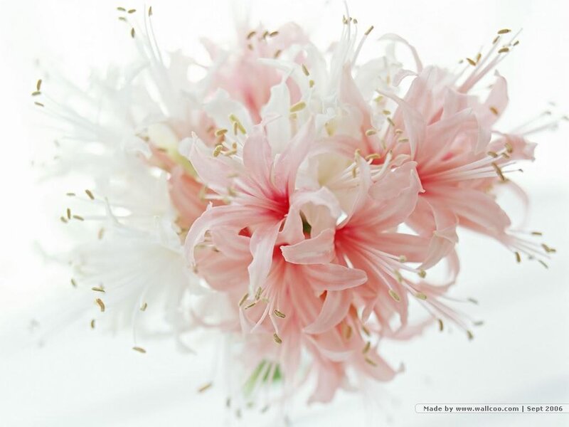 Pink and white flowers