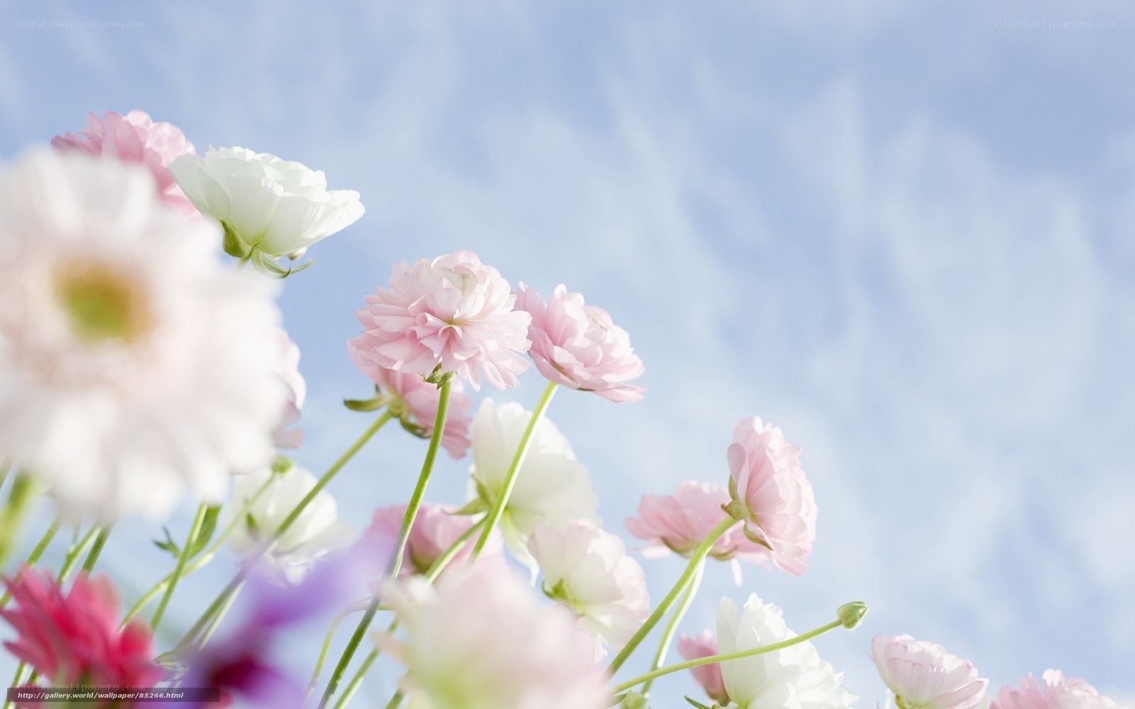 Pink and white flowers against blue sky