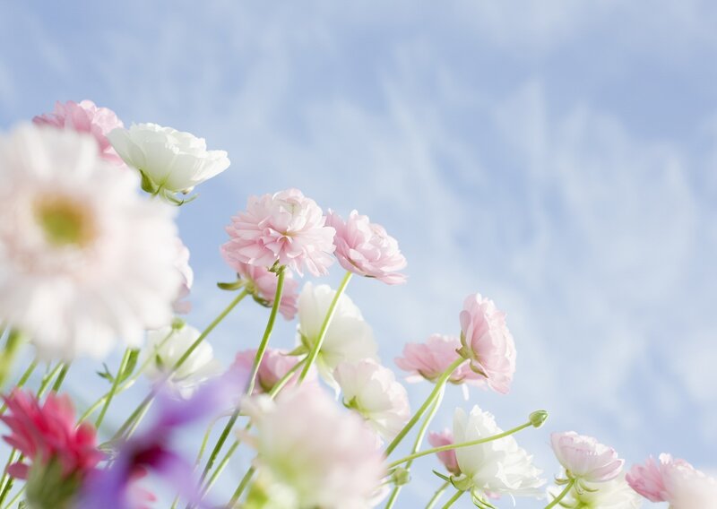 Pink and white flowers against blue sky