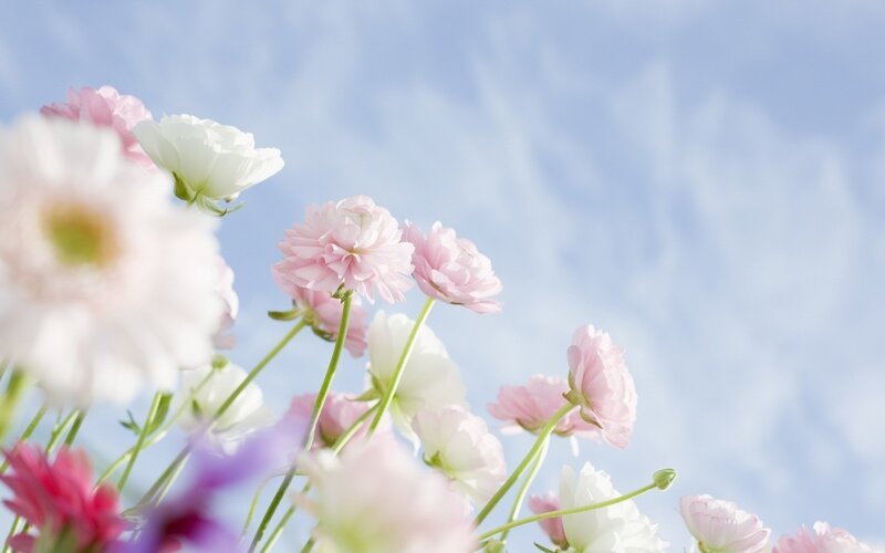 Pink and white flowers against blue sky