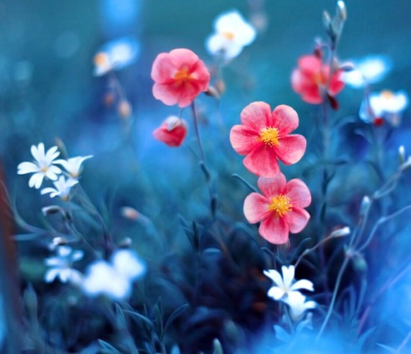 Pink and White Flowers — Blue, Serene