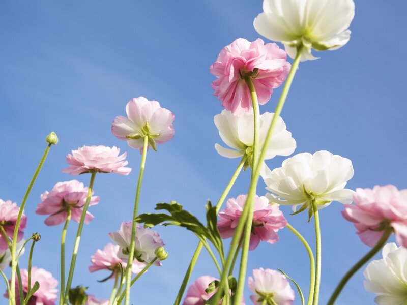 Pink and White Flowers — Blue