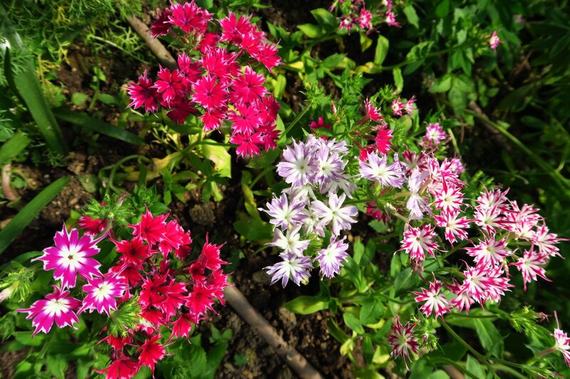 Pink and White Flowers — Bright
