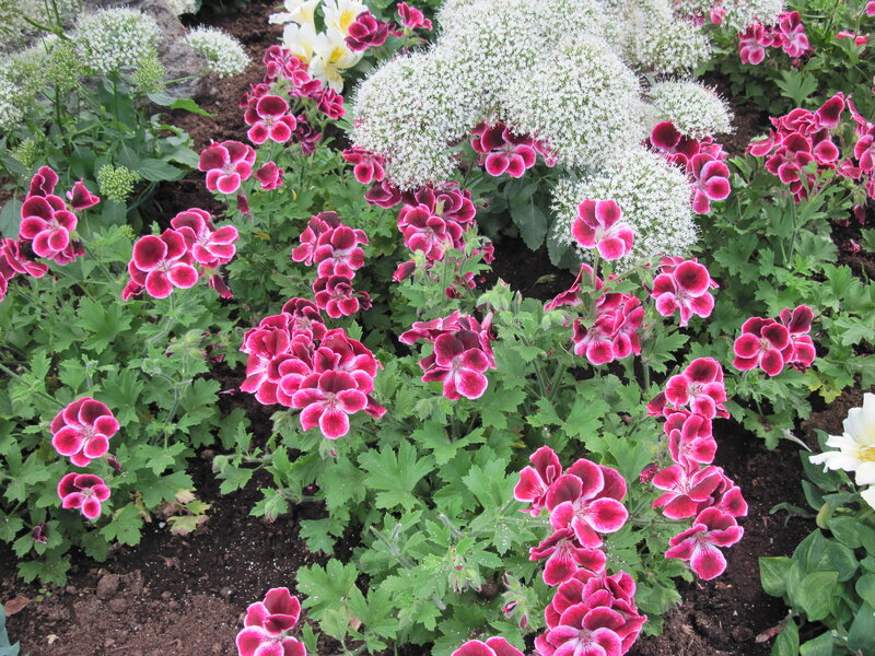 Pink and White Flowers — Calm, Afternoon, Photograph, Green Leaves, White Flowers, Soil
