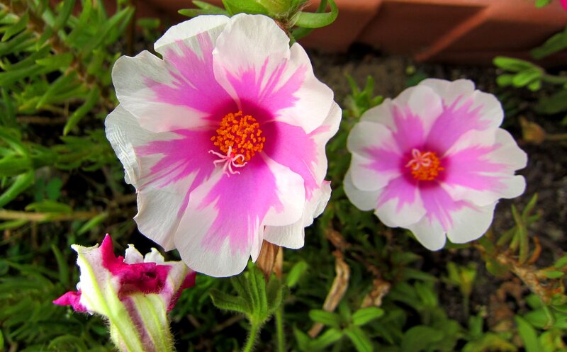Pink and White Flowers — Calm, Afternoon, Photograph