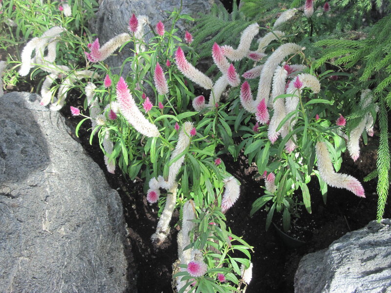 Pink and White Flowers — Calm, Afternoon